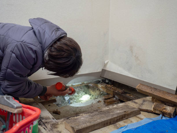 Best Industrial Mold Remediation  in Holly, MI