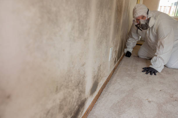 Best Mold Removal for HVAC Installations  in Holly, MI