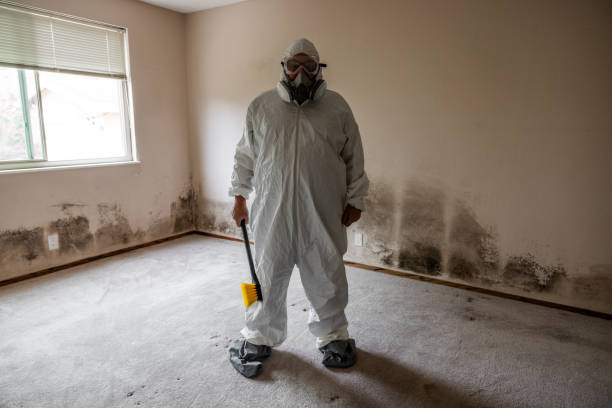 Trusted Holly, MI Mold Removal Experts
